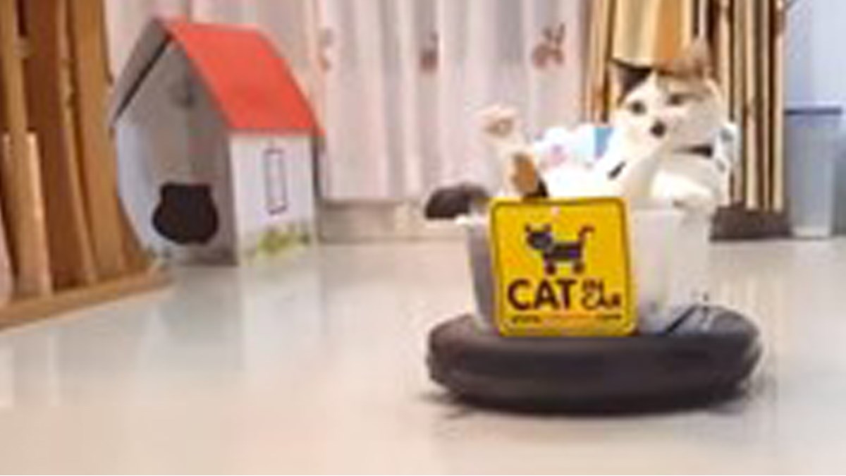 Ljubimci i kućanski uređaji - zvuči zabavno. Pogledajte kako to izgleda